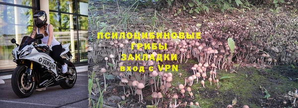 apvp Алзамай